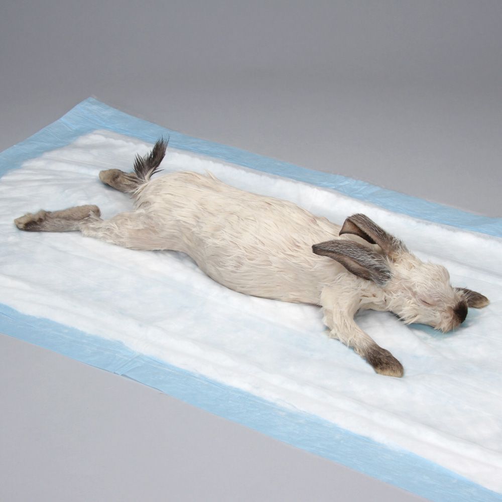 Carolina's Perfect Solution® Rabbit, Mature, Triple Injection, 1 Per ...