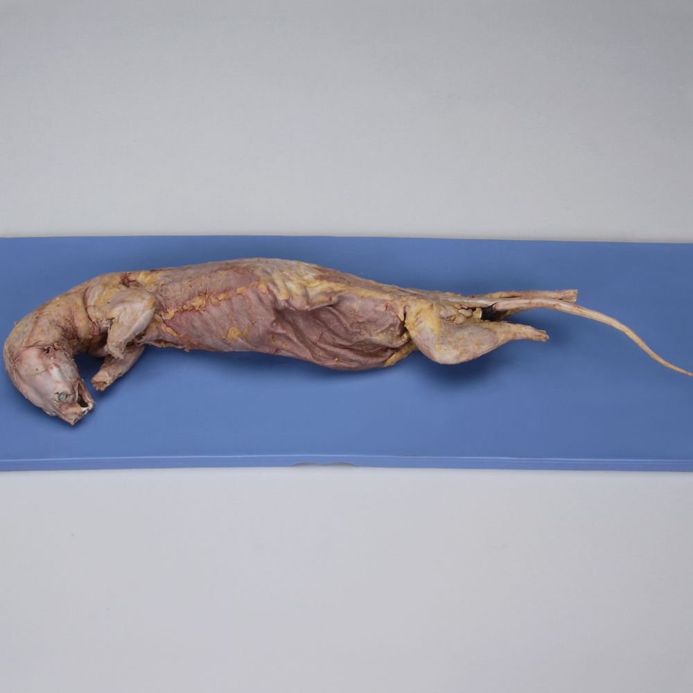 Image result for mink dissection