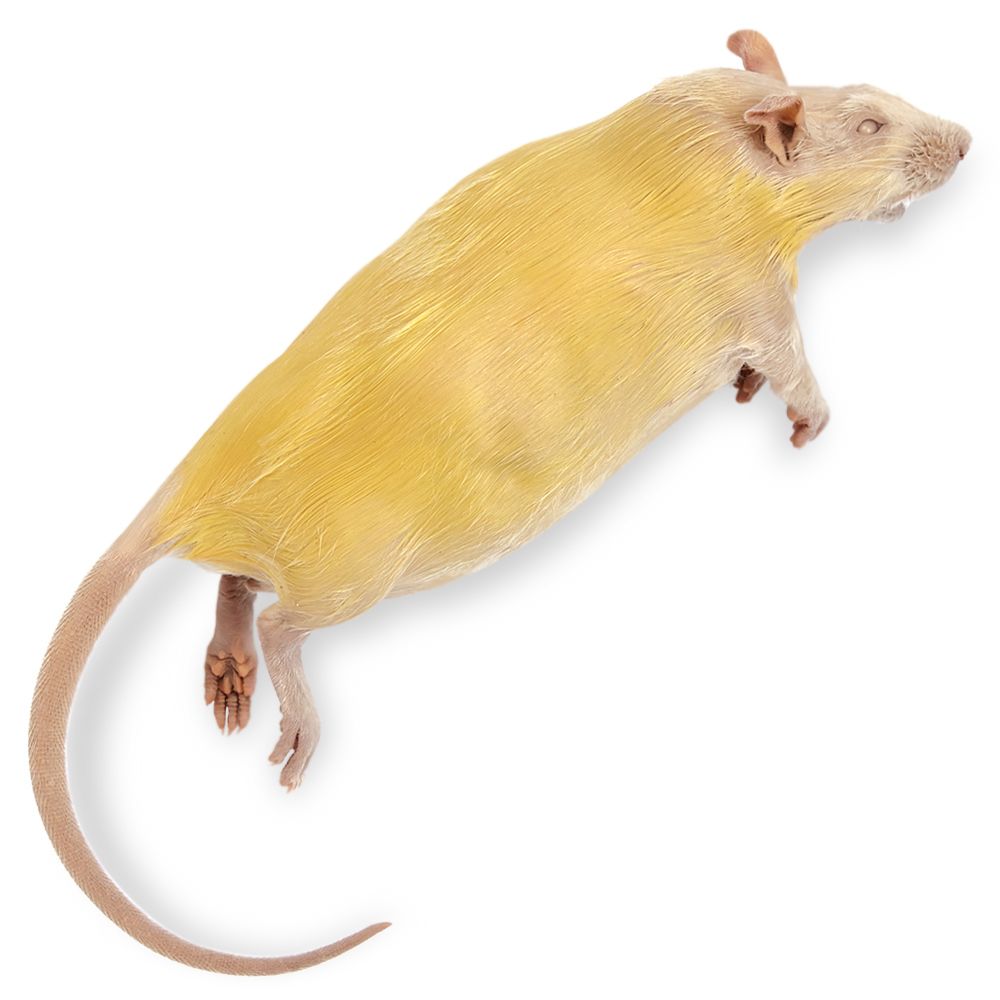 Carolina's Perfect Solution® Preserved Rats