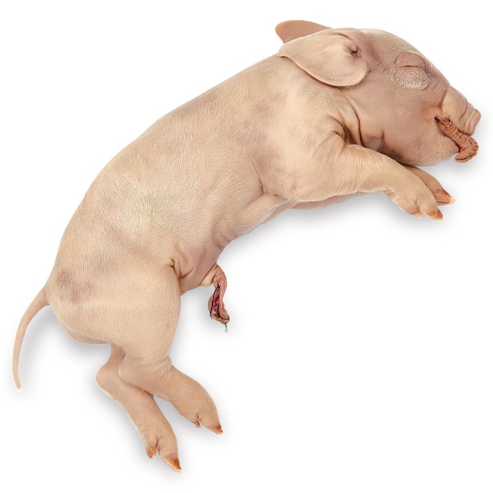 Mini Pigs WholeSale - Price List, Bulk Buy at