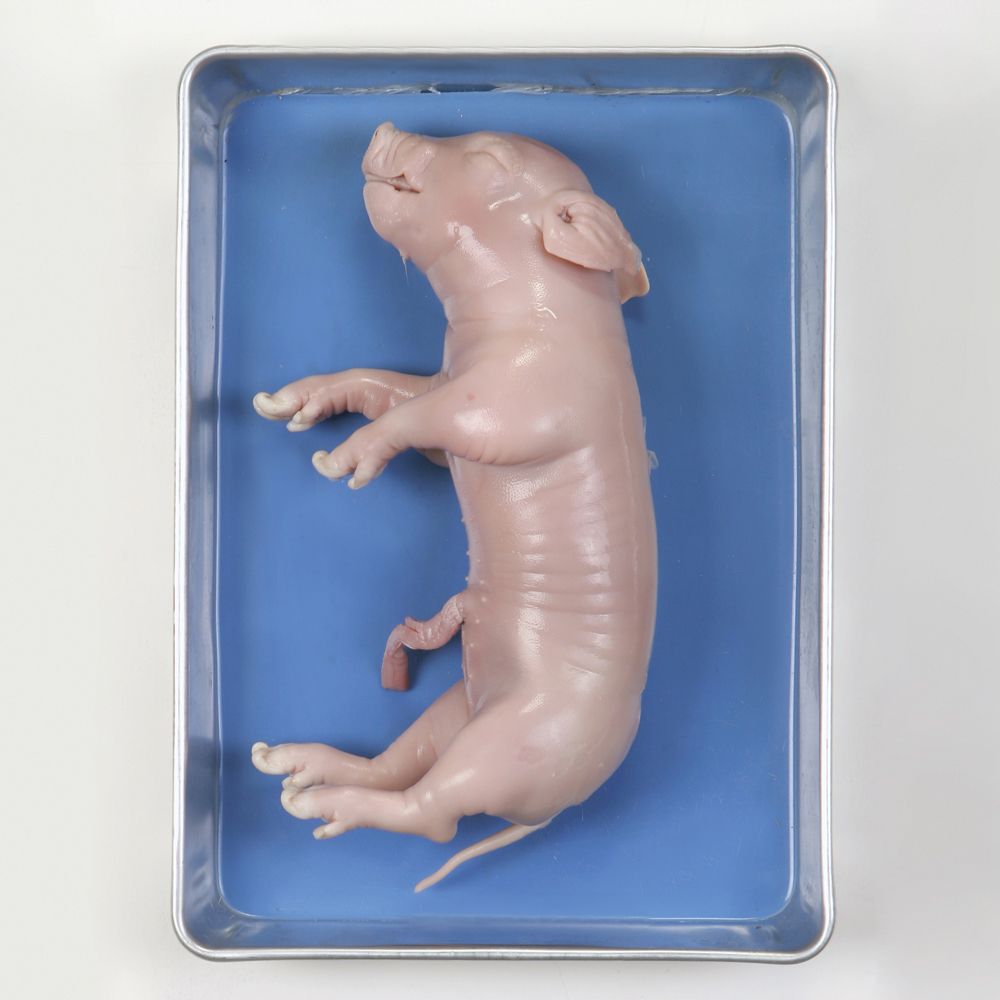 How To Dissect A Fetal Pig | Carolina Biological Supply