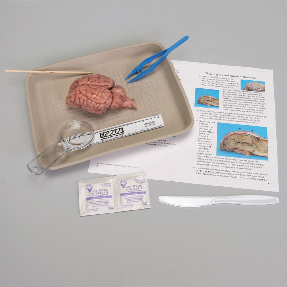 Carolina's Young Scientist™ Brain Dissection Kit