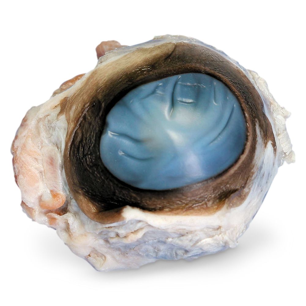 Carolina's Perfect Solution® Preserved Cow Eyes