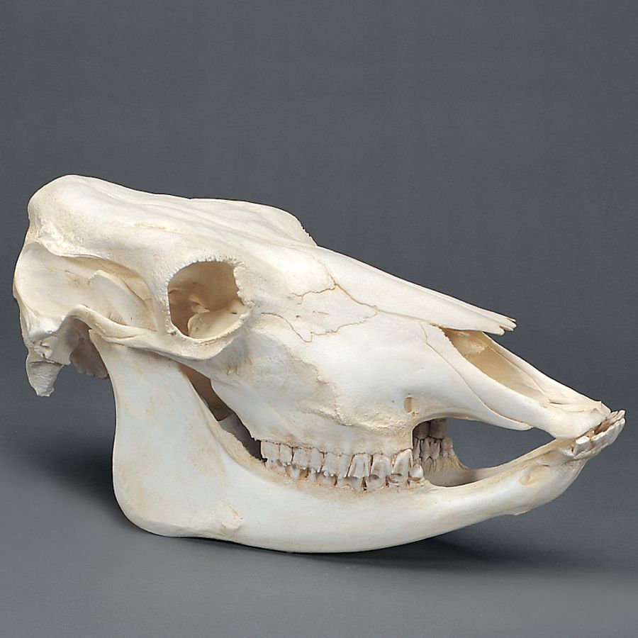 Cow Skull, Plastic