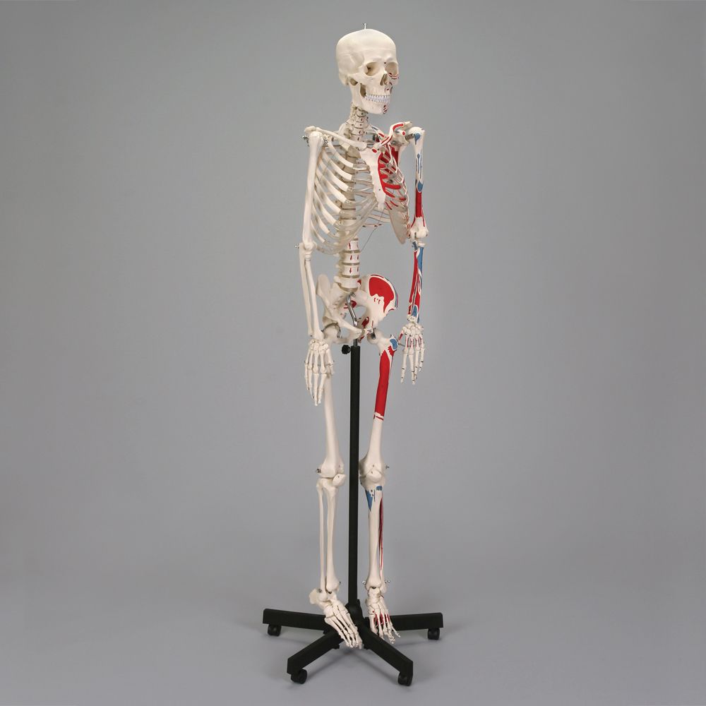 Altay® Economy Human Muscular Skeleton, Rod-Supported | Carolina.com
