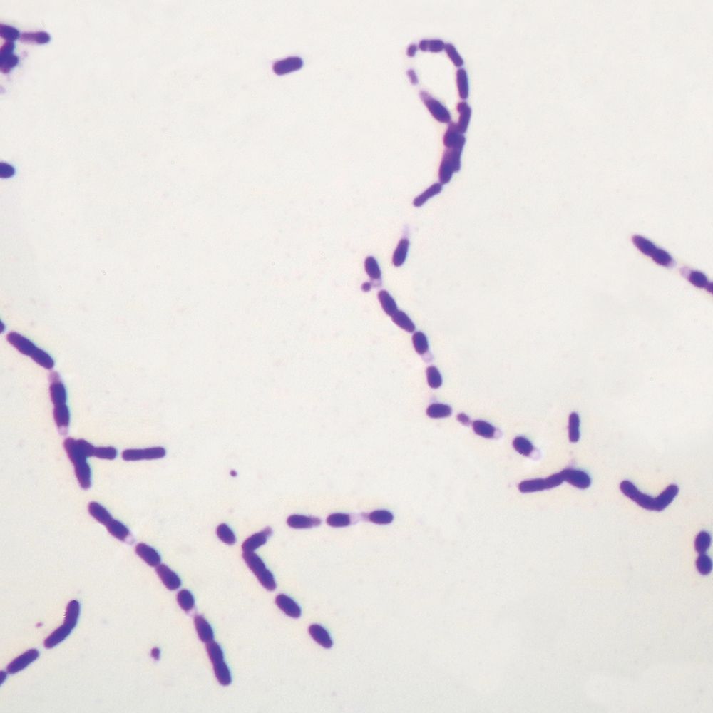 Bacterial Spores, w.m. Microscope Slide Carolina Biological Supply