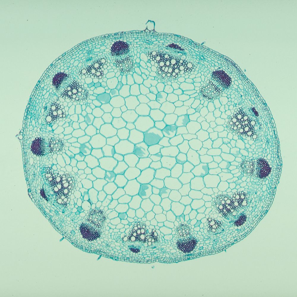 Sunflower Stem, c.s., 12 µm Microscope Slide | Carolina Biological Supply