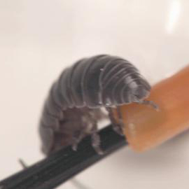 Upclose view of pill bug