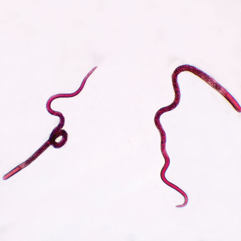 nematodes