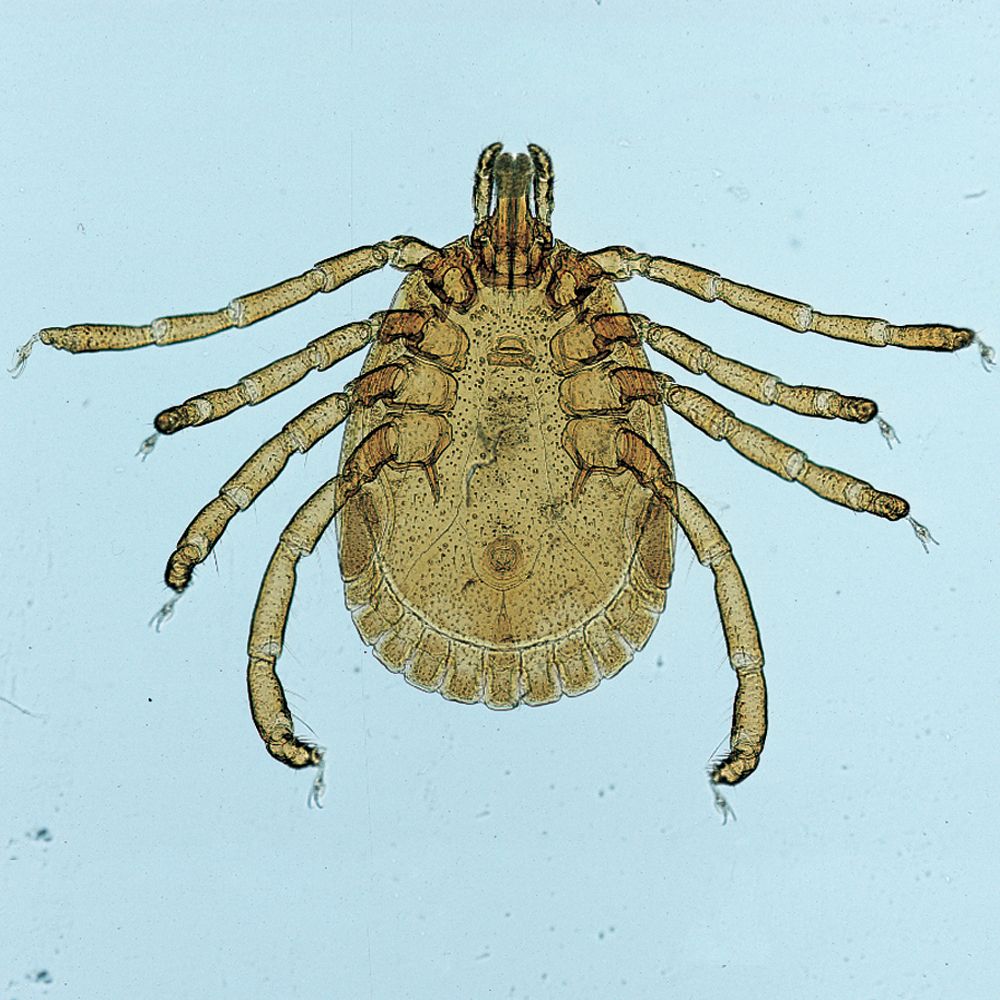 Mite, w.m. Microscope Slide