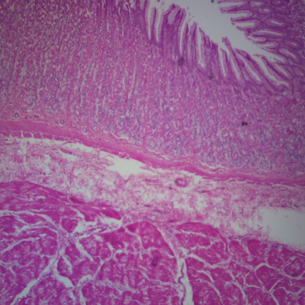 Mammal Fundic Stomach, sec. 7 µm H&E Microscope Slide
