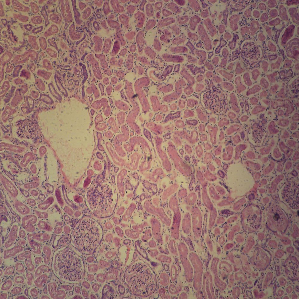 Mammal Kidney Microscope Slides