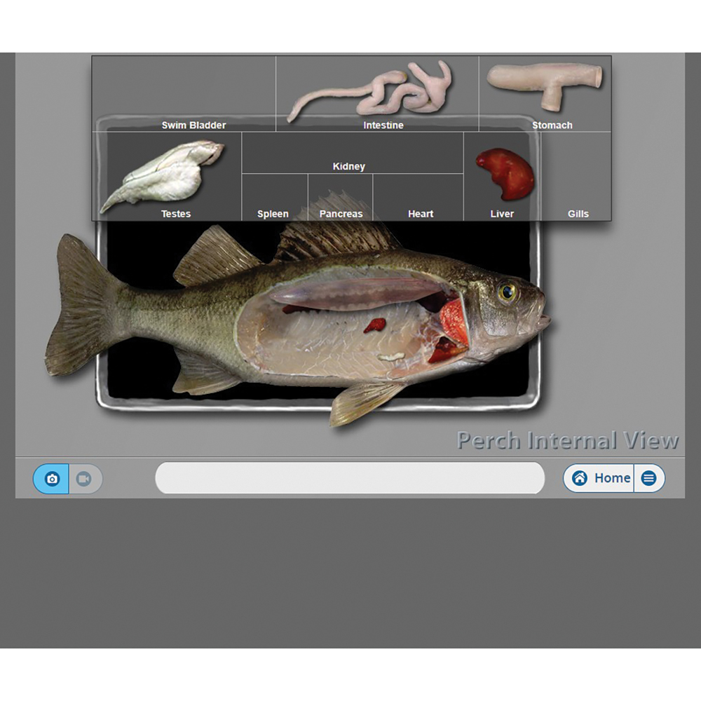 eMind Fish Virtual Dissection Software, Classroom License