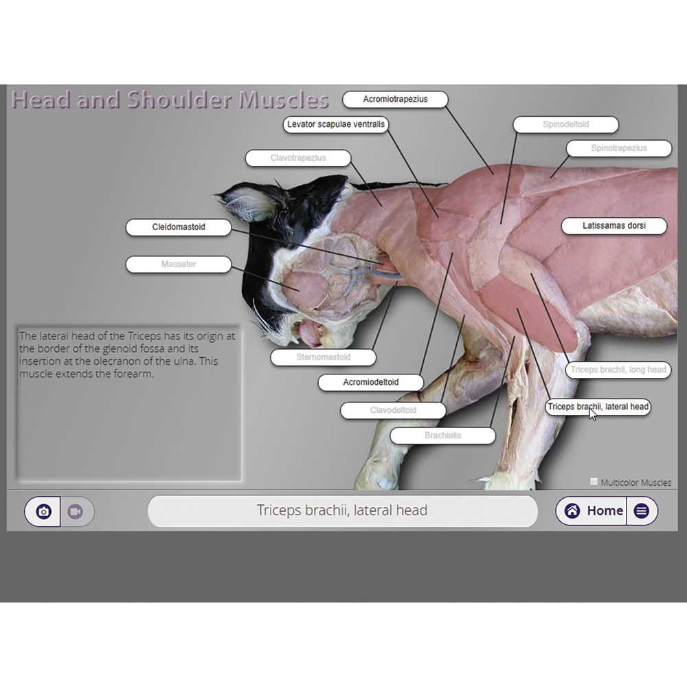eMind Cat Virtual Dissection Software, Classroom License Carolina