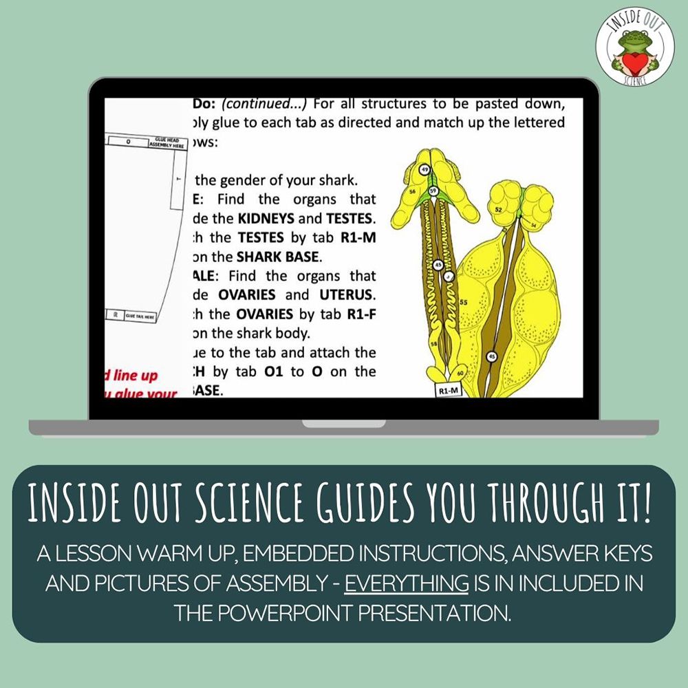 Scienstructable 3D Dissection Model®: Shark Paper Dissection | Carolina ...