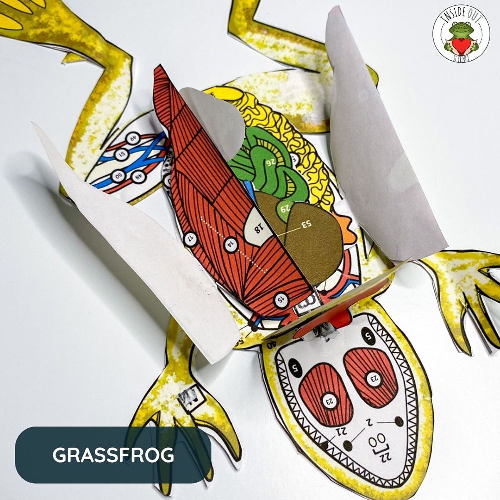Scienstructable 3D Dissection Model®: Aquatic Animals Bundle | Carolina ...