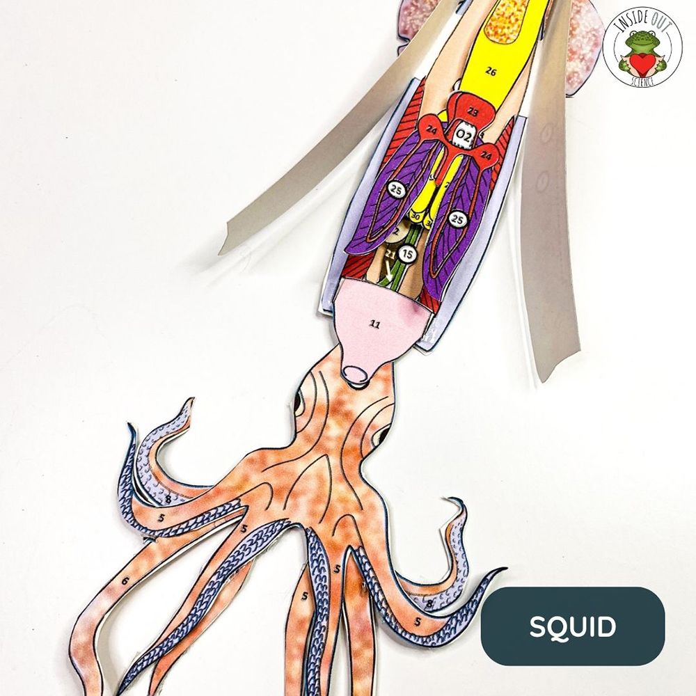 Scienstructable 3D Dissection Model®: Aquatic Animals Bundle | Carolina ...