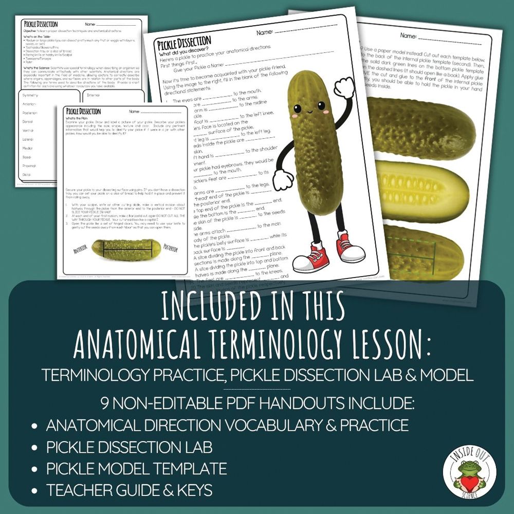 Pickled Dissection Scienstructable 3D Dissection Model®: Pickle Dissection & Anatomical ...