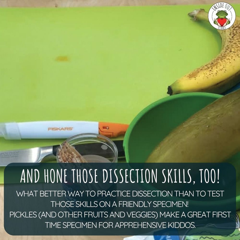 Scienstructable 3D Dissection Model®: Pickle Dissection & Anatomical ...