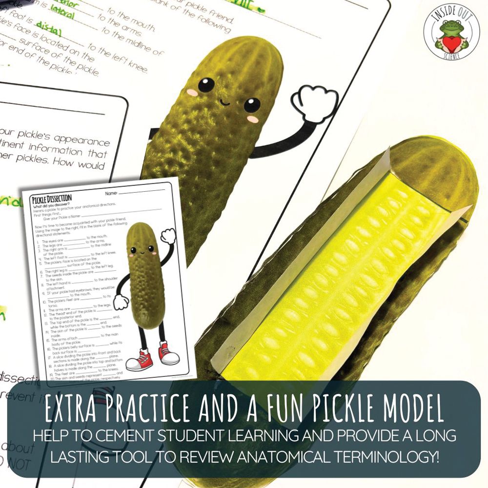 Pickle Dissection Graph Scienstructable 3D Dissection Model®: Pickle Dissection & Anatomical ...