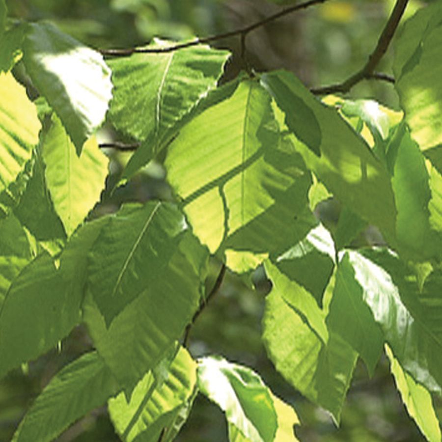 Using Aquatic Plants to Demonstrate Photosynthesis Carolina