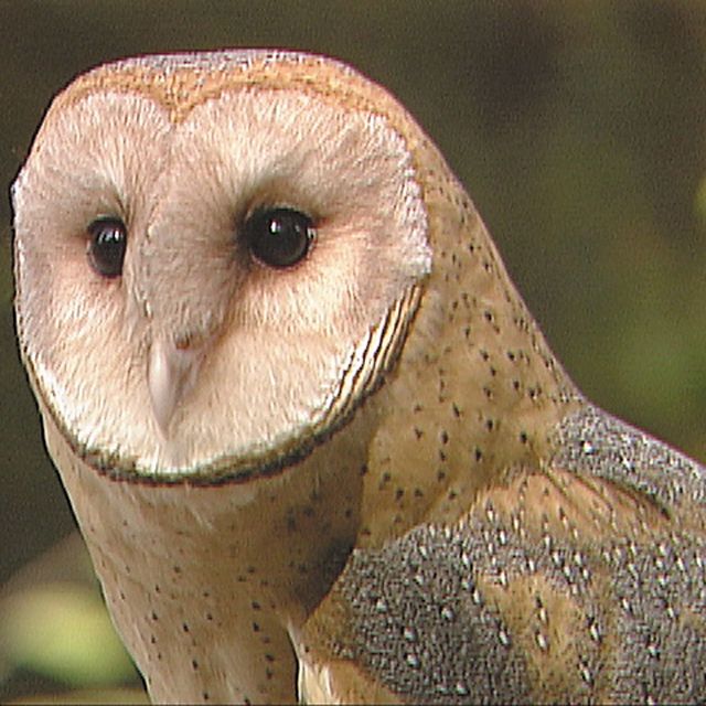Putting On A Tough Face: The Insecurities of Dead Cells – Timber Owls