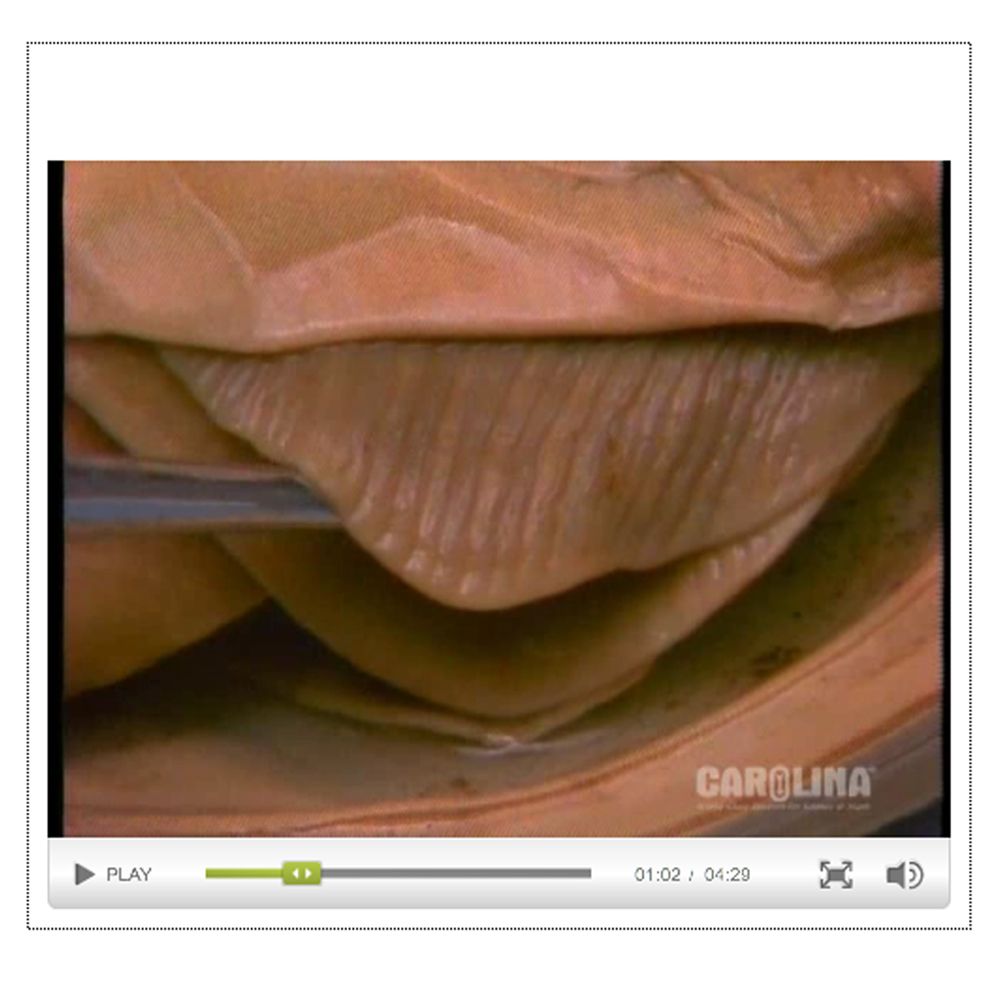 Freshwater Mussel Anatomy Digestive, Excretory, Respiratory, & Nervous Systems Video