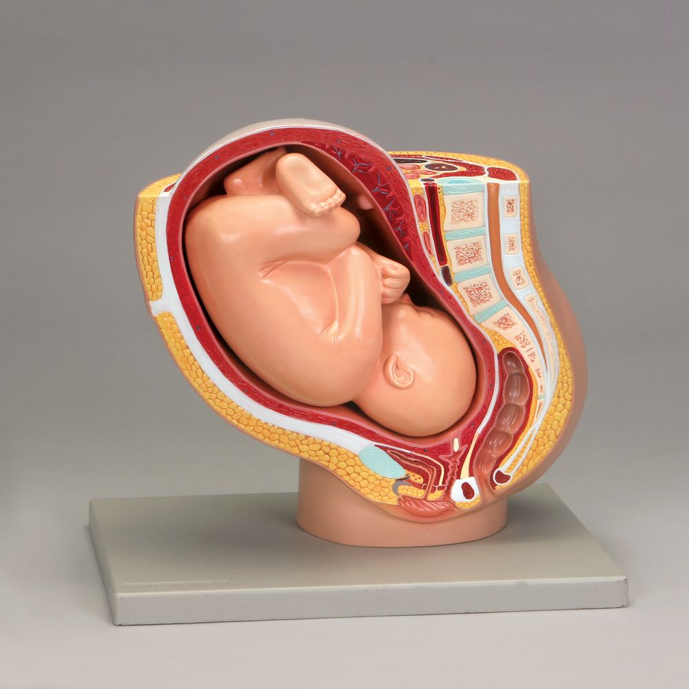 Altay Human Full-Term Pregnancy Model | Carolina Biological Supply, image size:1000x1000