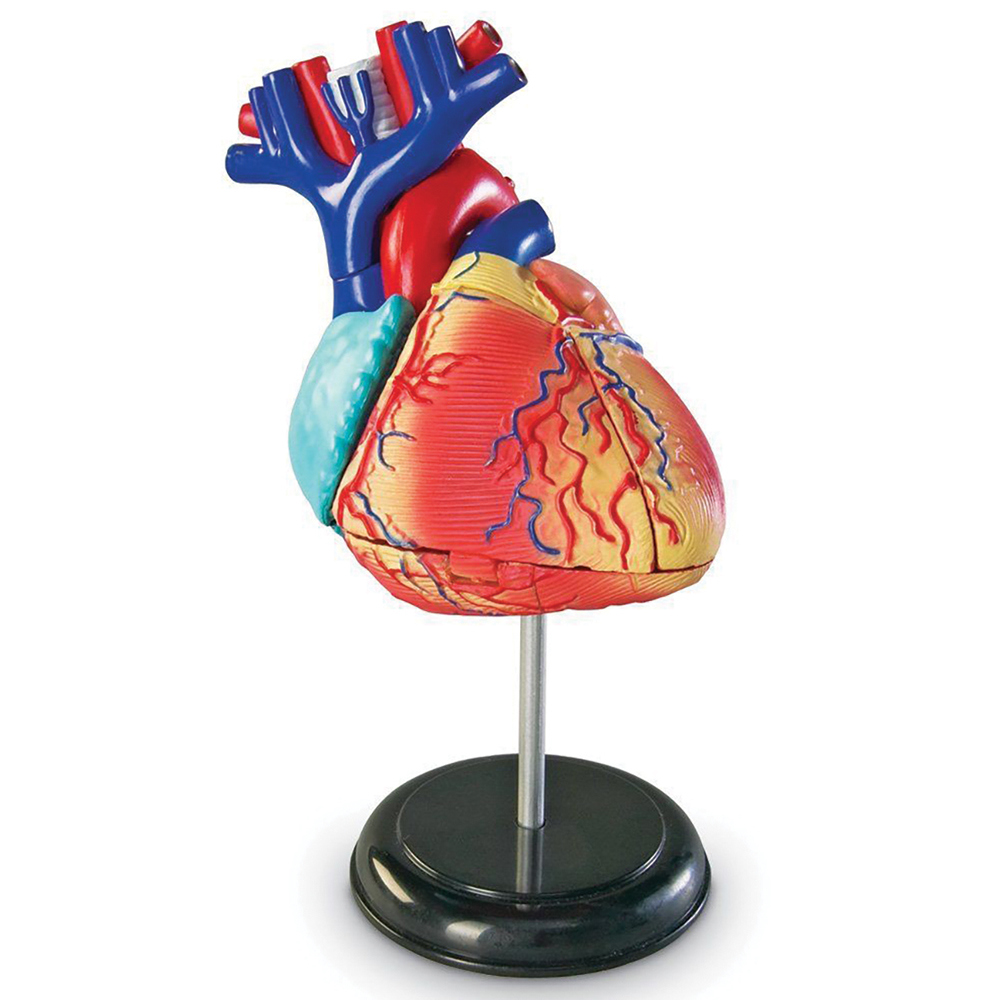 Human Anatomy Heart Model | Carolina Biological Supply