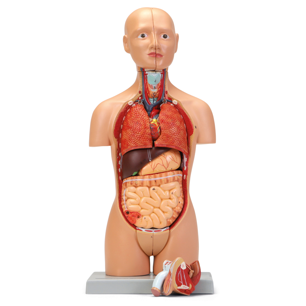 Altay® Human Dual Sex Miniature Torso Model | Carolina Biological