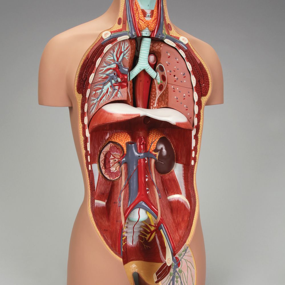 Torso Model Labeled