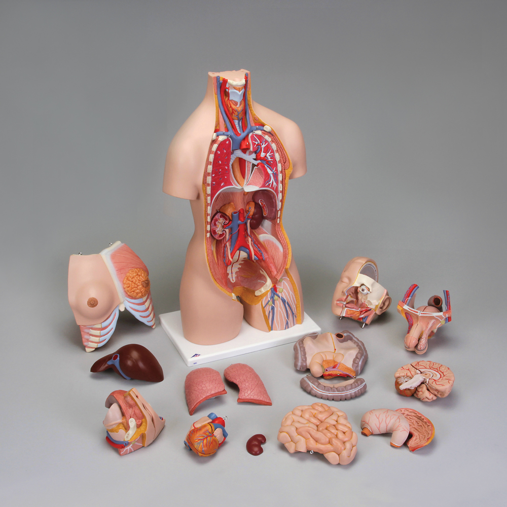Human Torso Model Parts