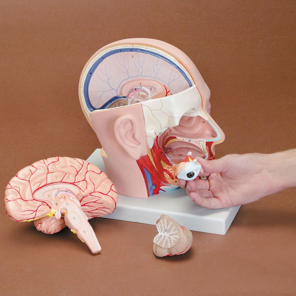 Altay Human Head Dissection Model