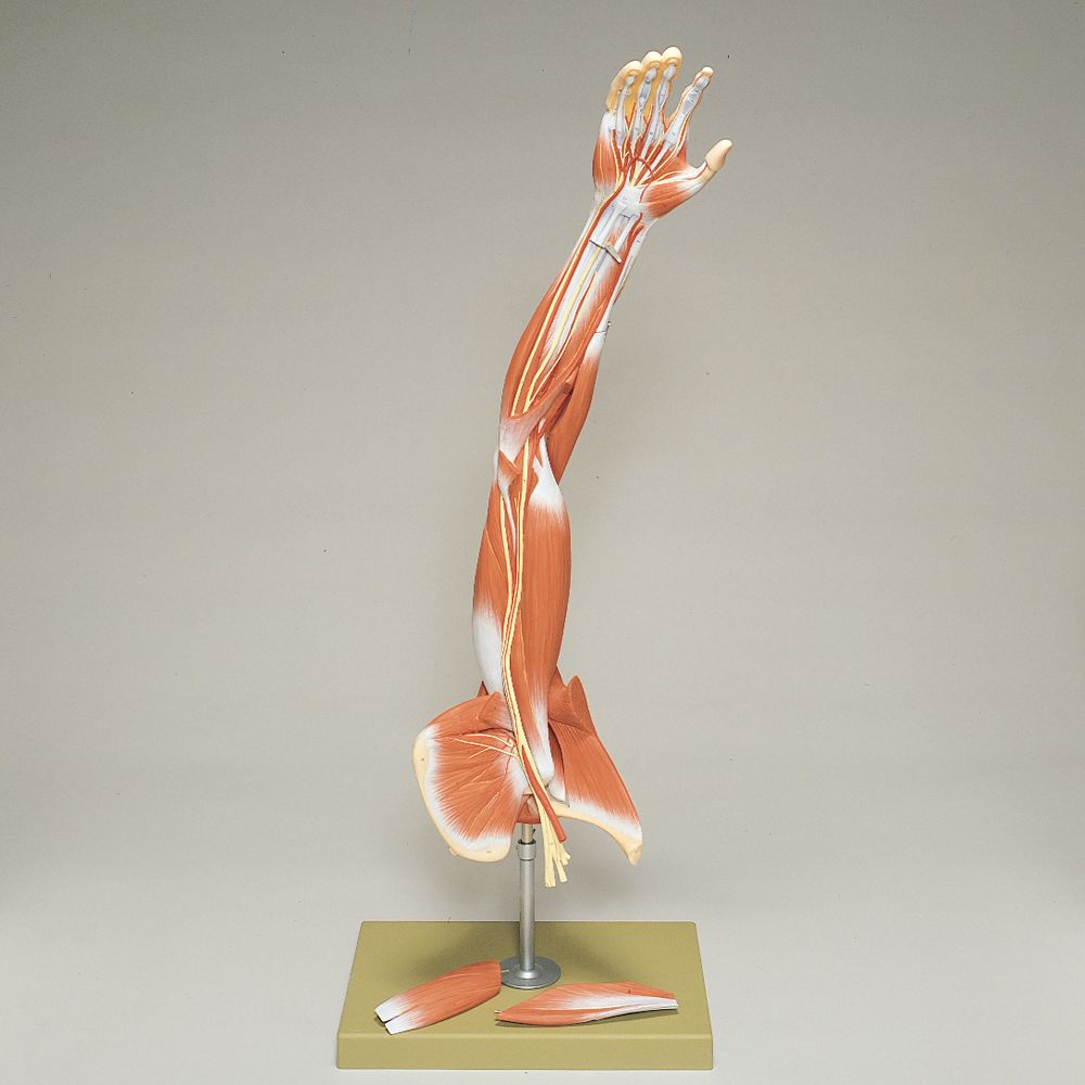 Somso Human Arm and Shoulder Girdle Model