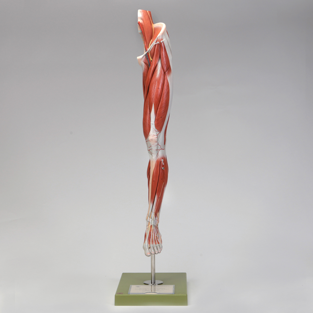 Somso Human Leg and Portion of Pelvis Model Carolina Biological Supply