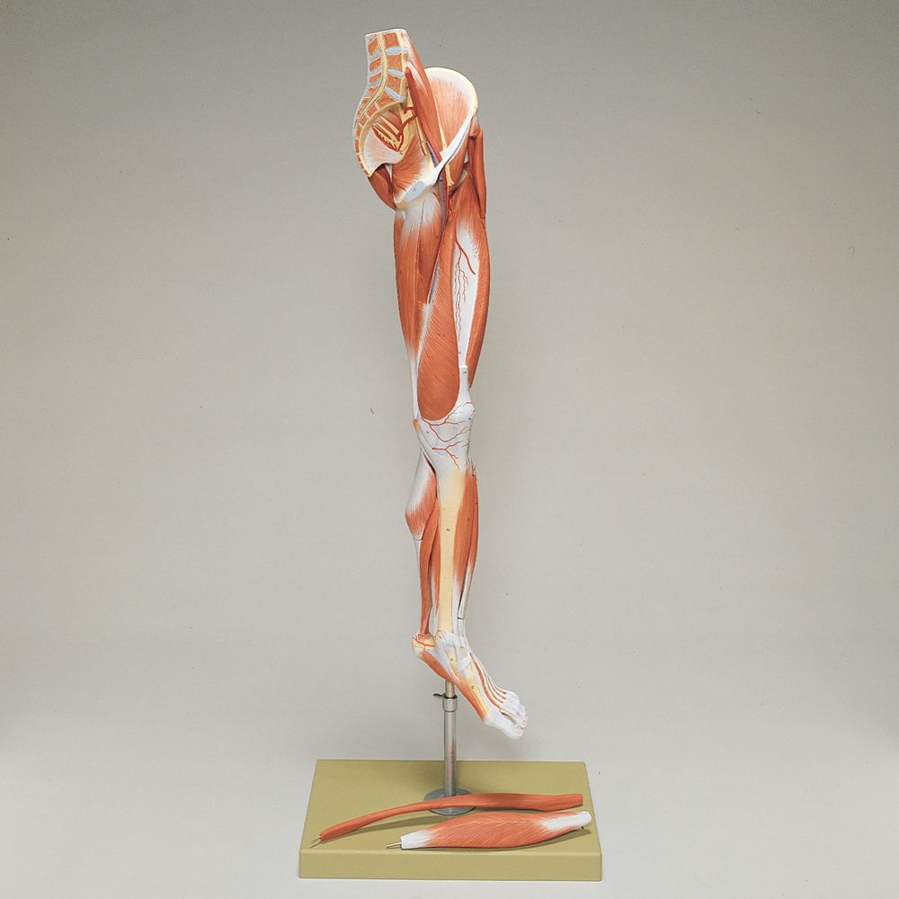 Somso Human Leg and Portion of Pelvis Model