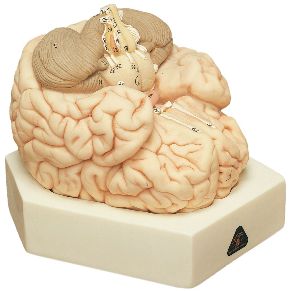 Somso Human Brain Model, 2 Parts Carolina Biological Supply