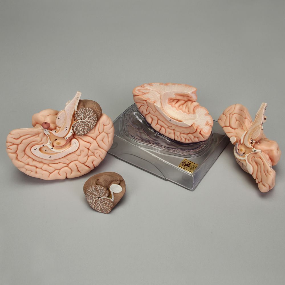 Somso® Human Brain Model, 4 Parts Carolina Biological Supply