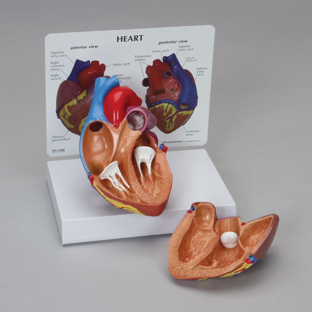 GPI Anatomicals® Human Heart Model | Carolina Biological Supply