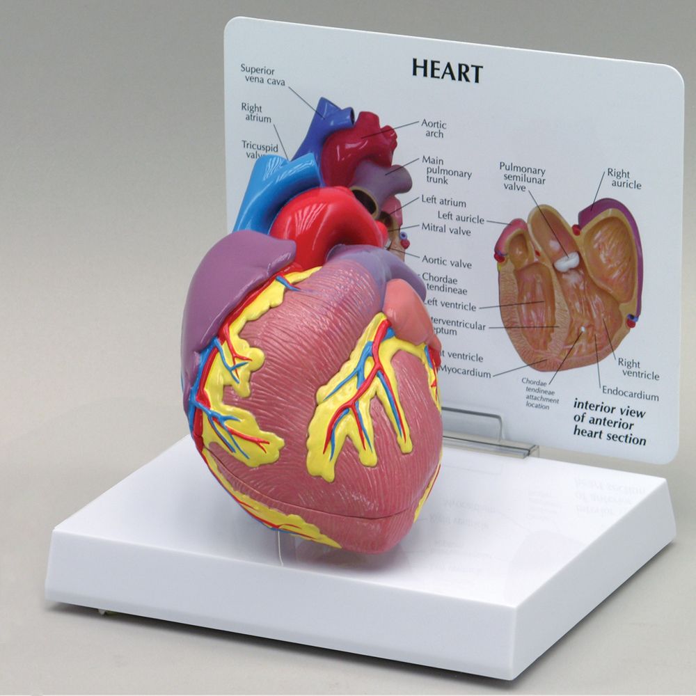 GPI Anatomicals® Human Heart Model Carolina Biological Supply