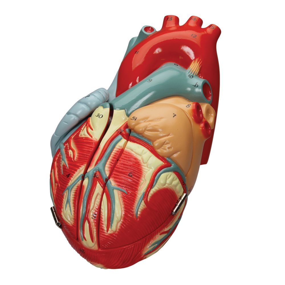 Autographed Anatomy Heart Model Key Cheapfor Sale www.oceanproperty.co.th