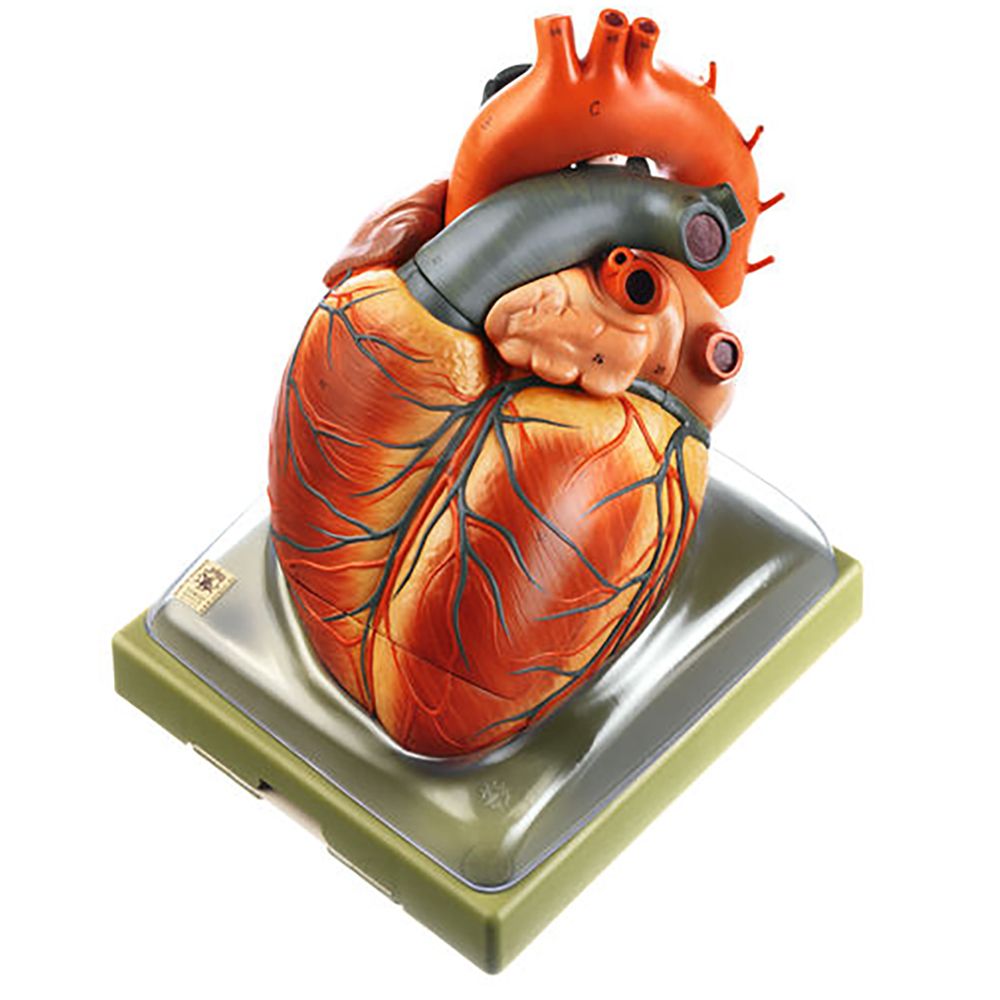Somso® Mammal Heart Model Carolina Biological Supply