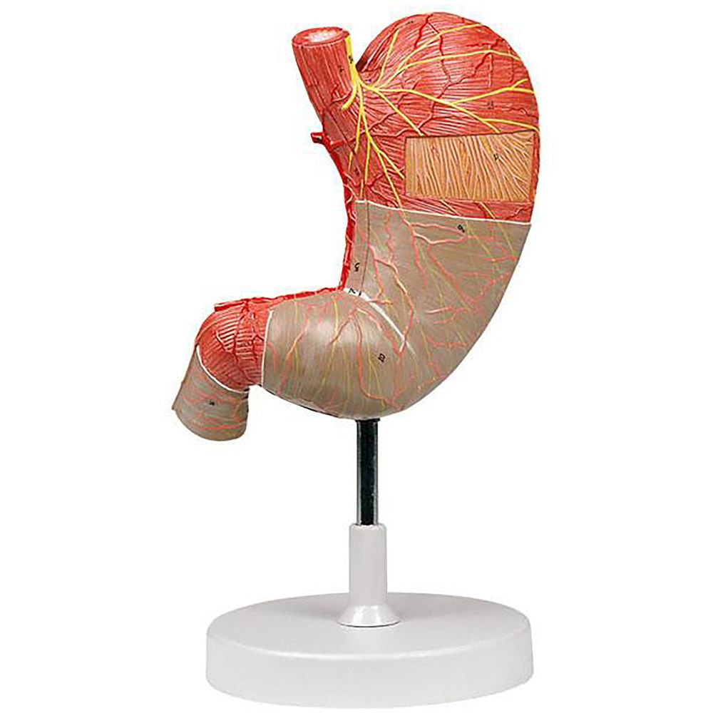 Altay® Human Stomach Model