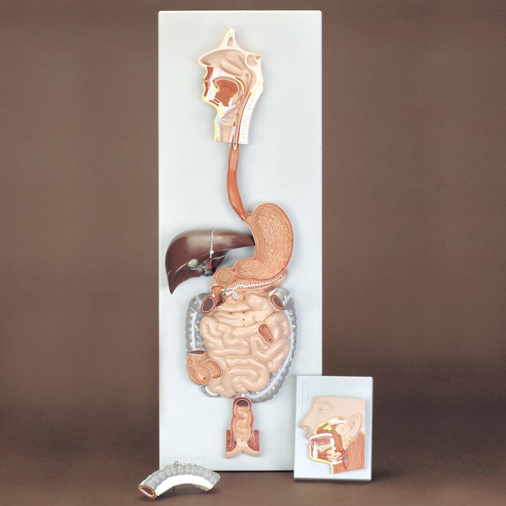 Altay Human Digestive System Model | Carolina.com