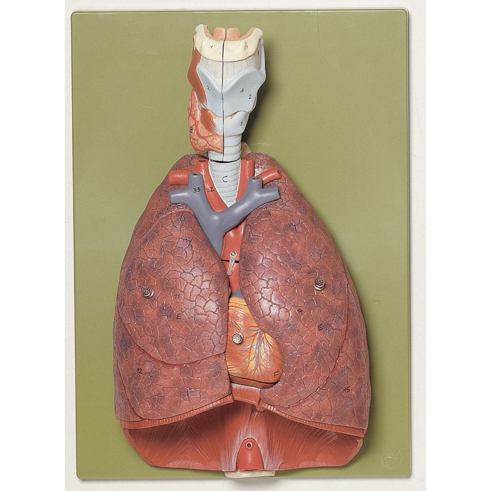 Somso® Human Thoracic Organs Model Carolina Biological Supply