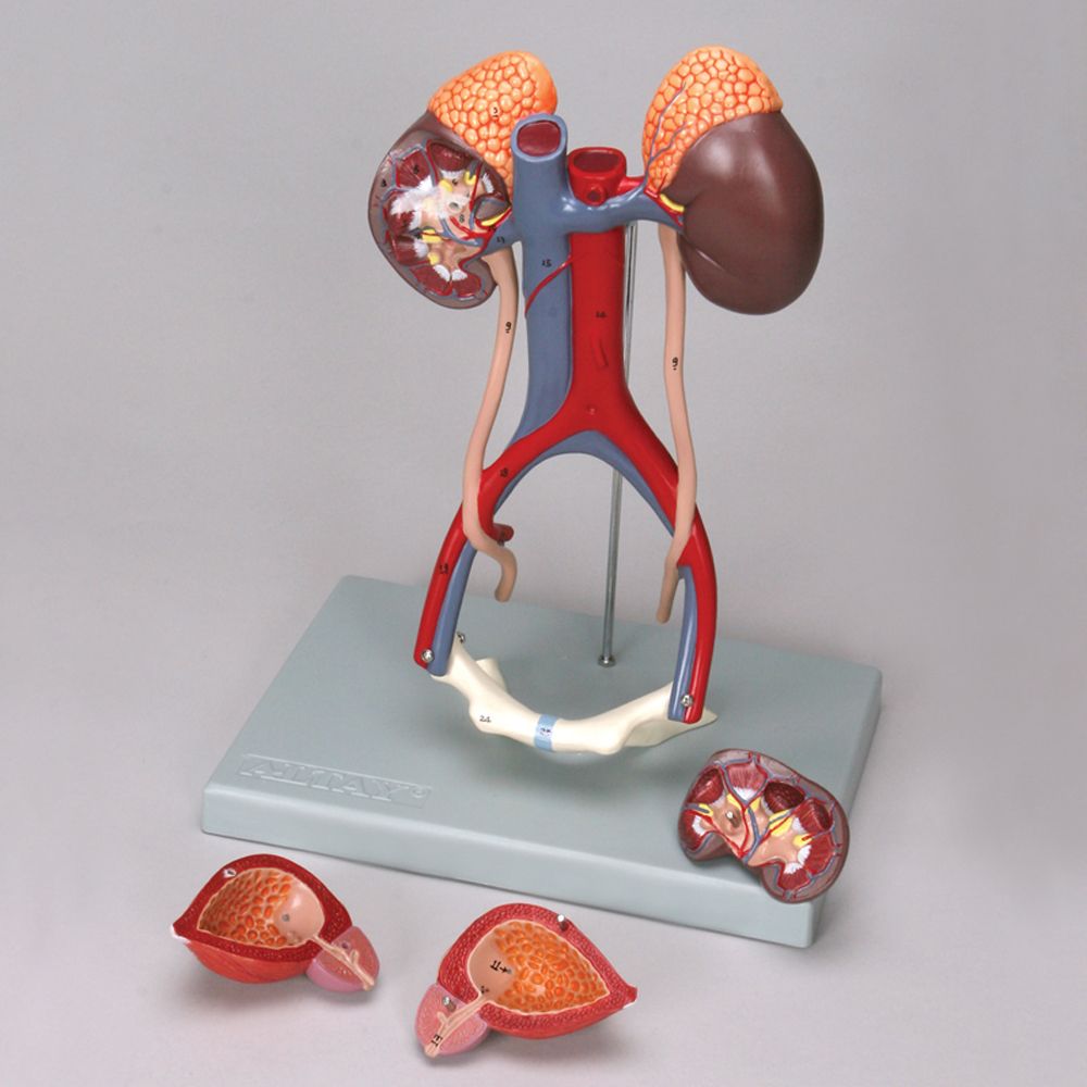 Altay Human Male Urinary System Model | Carolina.com