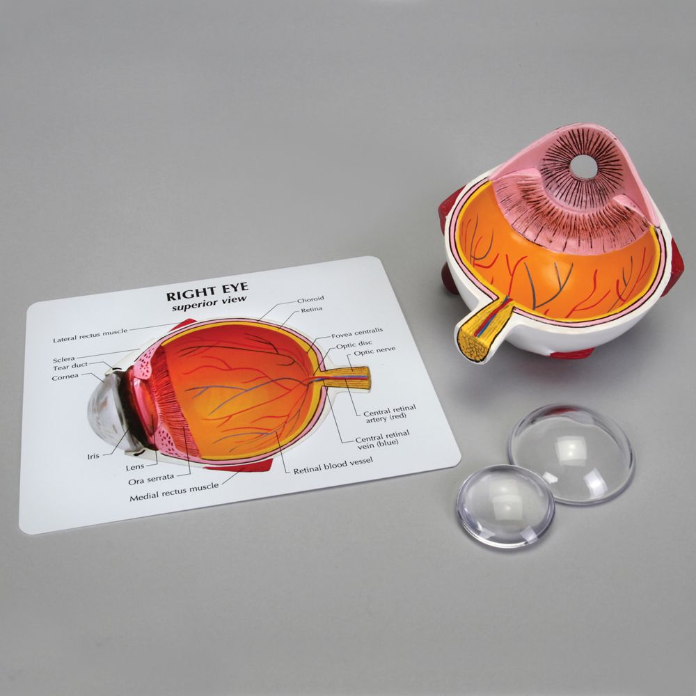 GPI Anatomicals® Economy Human Eye Model Carolina Biological Supply