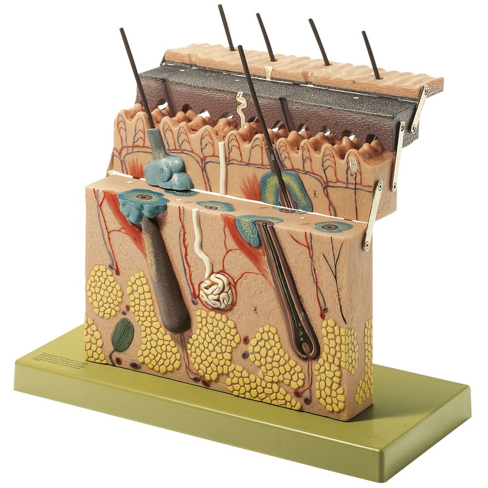 Somso® Hinged Human Skin Model Carolina Biological Supply