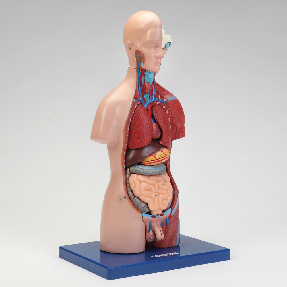 Carolina® Miniature Dual Sex Muscular Torso Model | Carolina