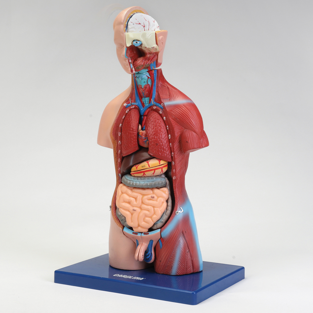 模型+プラモデル Graduate Medical Education Directory 2012-2013 569510_g.jpg